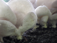 Pseudofavolus cucullatus