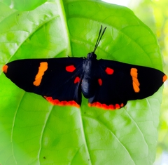 Melanis electron melantho