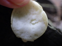 Pseudofavolus cucullatus