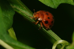 Epilachna tredecimnotata