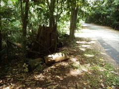 Pseudofavolus cucullatus