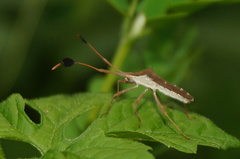 Chariesterus