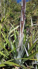Puya asplundii