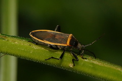 Largus longulus