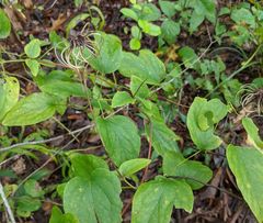 Clematis reticulata