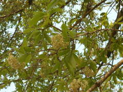 Cordia americana