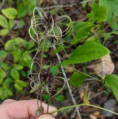 Clematis reticulata