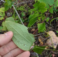 Clematis reticulata