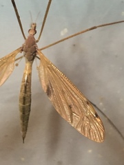 Tipula ultima