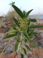 Ditaxis brandegeei