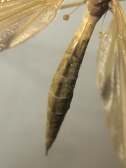 Tipula ultima
