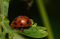 Epilachna tredecimnotata