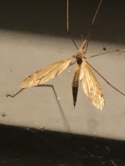 Tipula ultima