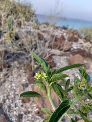 Ditaxis brandegeei