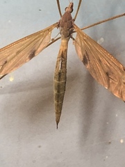 Tipula ultima