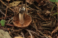 Cortinarius brunneus