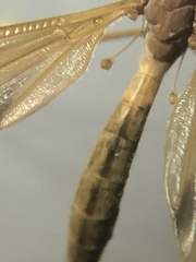 Tipula ultima