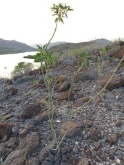 Ditaxis brandegeei