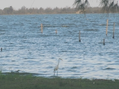 Ardea alba