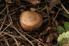 Cortinarius brunneus