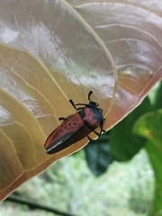 Edebessa nigropuncta