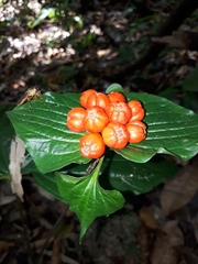 Tacca palmata