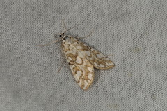 Elophila nymphaeata