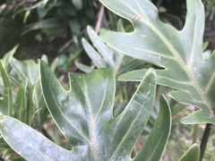 Thaumatophyllum xanadu