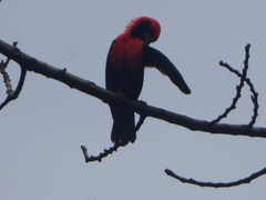 Malimbus ibadanensis