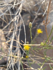 Bebbia juncea juncea