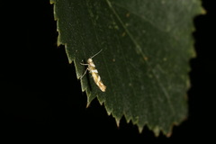 Argyresthia goedartella