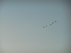 Nannopterum brasilianum