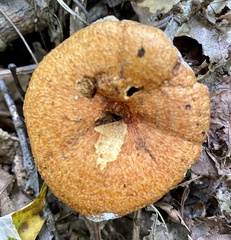 Lactarius croceus