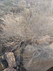 Bebbia juncea juncea