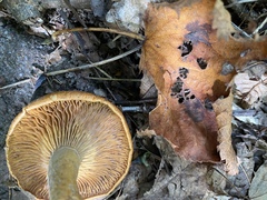 Lactarius croceus