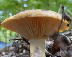 Lactarius croceus