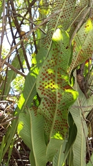 Niphidium albopunctatissimum