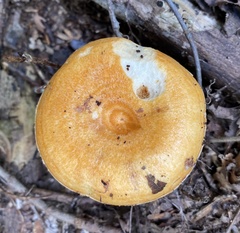 Lactarius croceus