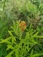 Crotalaria goreensis