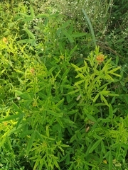 Crotalaria goreensis