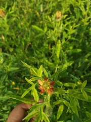 Crotalaria goreensis