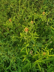 Crotalaria goreensis