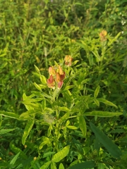 Crotalaria goreensis