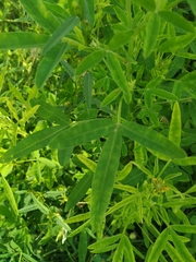 Crotalaria goreensis