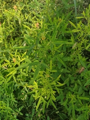 Crotalaria goreensis