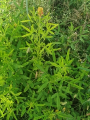 Crotalaria goreensis