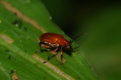 Criocerinae