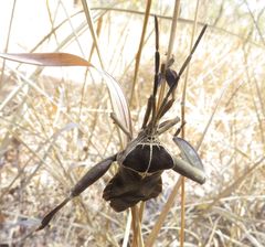 Petascelis remipes