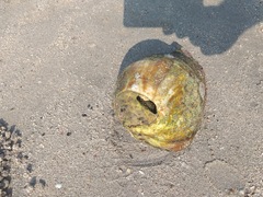 Titanostrombus galeatus