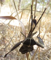 Petascelis remipes